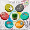 Wheat Grass Capsule