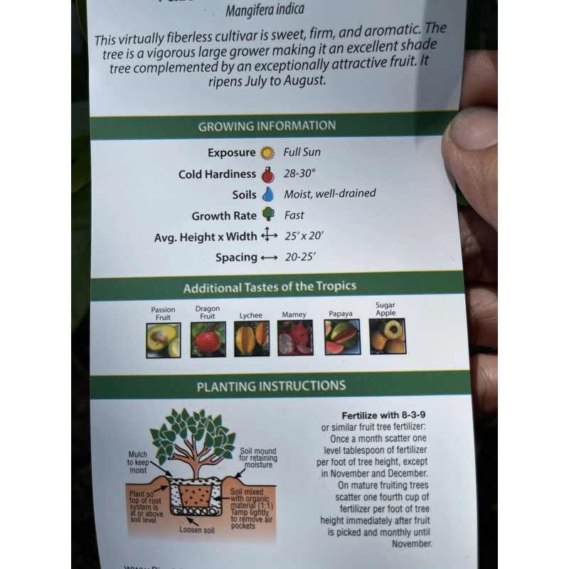 Tree VALENCIA PRIDE MANGO TREE GRAFTED (3-4 Feet Tall)