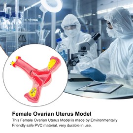 CosyCaya 1:1 Fallopian Tube Model of the Uterus Female Human Anatomical Model Anatomical Anatomy Teaching Tools
