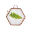 NCYP Hanging Small Rose Gold Hexagon Herbarium, Side Length 1.9