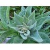 Generic 1000 Great Mullein Seeds (Verbascum Thapsus)