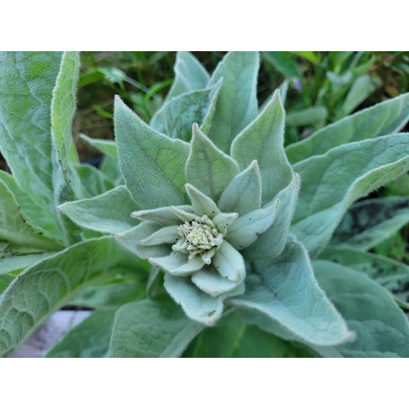 Generic 1000 Great Mullein Seeds (Verbascum Thapsus)