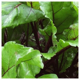 Everwilde Farms - 1 Oz Organic Lutz Green Leaf Beet Seeds - Gold Vault Packet