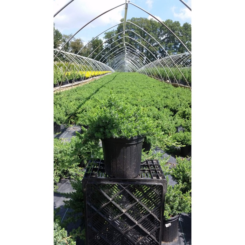 Green Promise Farms JUNIPERUS CONFERTA `Blue Pacific` (‎Shore Juniper) Shrub,