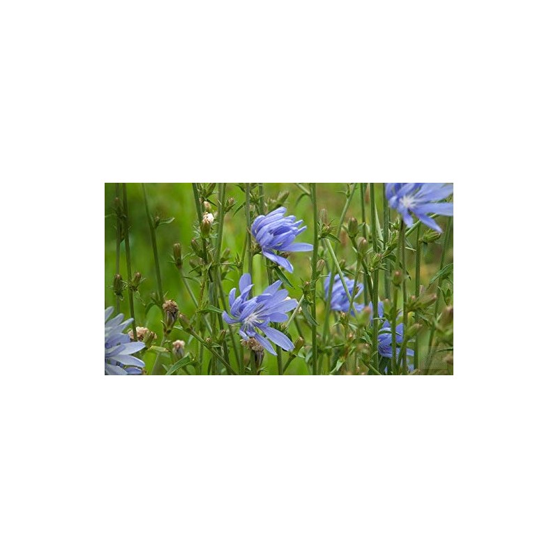 Antler Chicory Wildflower Seeds (Cichorium intybus), 4 Oz, Over 100,000