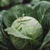 Early Golden Acre Cabbage - 100 Seeds - Heirloom Cabbage