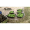 American Seed Hatch Sandia Chili Pepper Seeds, NuMex, Hot Green