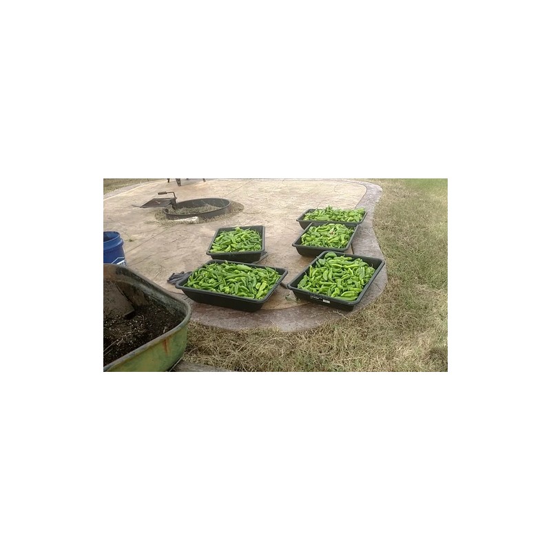 American Seed Hatch Sandia Chili Pepper Seeds, NuMex, Hot Green