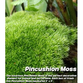 Lucky Plant Live Moss for Terrarium Fern Moss Bonsai Moss Live Sheet Moss Reptiles Moss Sheet Moss Pincushion Moss for Tabletop centerpieces, Wedding, Christmas, and Fairy Party Decorations,Indoor