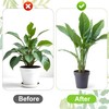 FXHDC-M Reusable Plant Stem Supports for Indoor Plants - 4