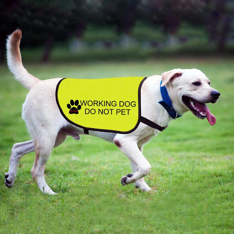 Do Not Pet Dog Safety Vest - Large
