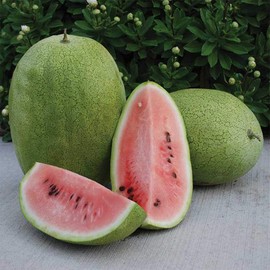Palm Beach Medicinal Herbs - Ali Baba Watermelon - Packet of 20 Seeds