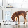 Whimsicalfox Pet Water Dispenser for Large Dogs and Multi-Pet, 3