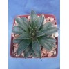 Crazy H Cactus "Bella" Mangave 3"+ STARTER Plant Agave &