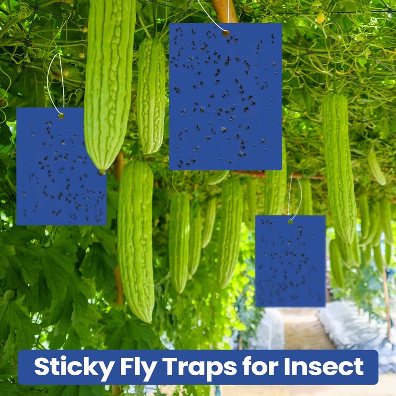 Qualirey 50 Pcs 6 x 8 Inch Sticky Traps for
