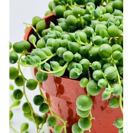 String of Pearls Succulents Live Plant in 4" inch Pot with Soil Fully Rooted. Easy to Care, Great for Home Office Wedding Decorations DIY Projects Party Favor by The Waterspout