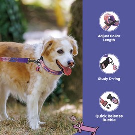 PawView Dog Collar & Leash Set with Smart ID Tag – Adjustable, Waterproof & Comfortable –for Small, Medium, Large Dogs（S, Sunset, 28-43cm）