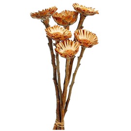 Daichi Farm DO040240-000 Dried Flower Compactor, Natural, Approx. L9.8 x 1.6 - 2.0 inches (25 x 4 - 5 cm), 6 Bottles
