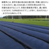 Shizuoka Prefecture Makinohara Deep Steamed Tea Covered Tea Dark Green