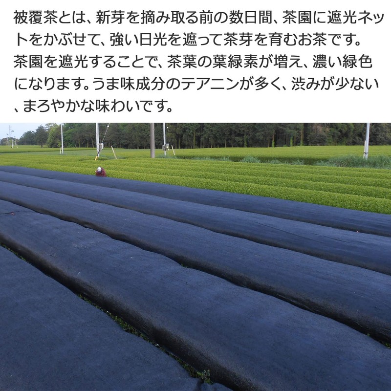 Shizuoka Prefecture Makinohara Deep Steamed Tea Covered Tea Dark Green