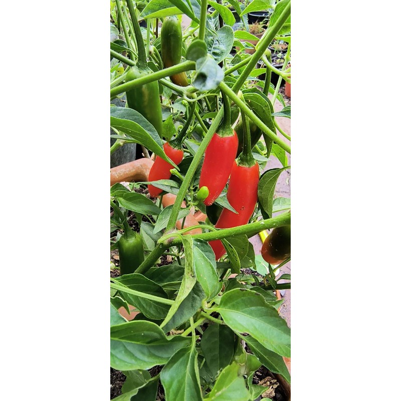 Mari's Seeds Serrano Chili seeds 24 seeds