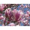 No Brand Jane Magnolia Tree - 6-12" Tall Live Plant