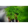 Seeds4planting - Seeds Indoor Dill for Planting Variety for Pickling