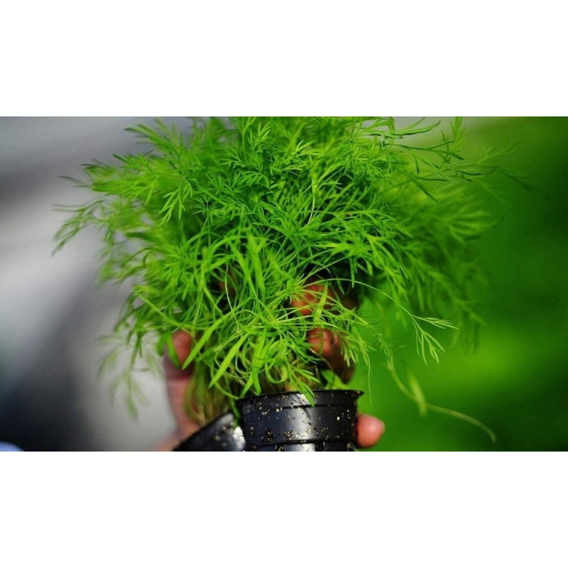Seeds4planting - Seeds Indoor Dill for Planting Variety for Pickling