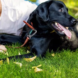 Panpazhe  Locking Carabiner Clip 2.5" with Swivel Ring for Securing Pets, Dog Leash