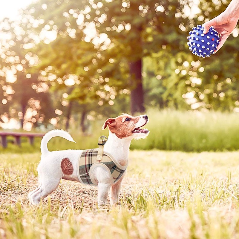 PUPTECK Soft Mesh Small Dog Harness with Leash - Basic