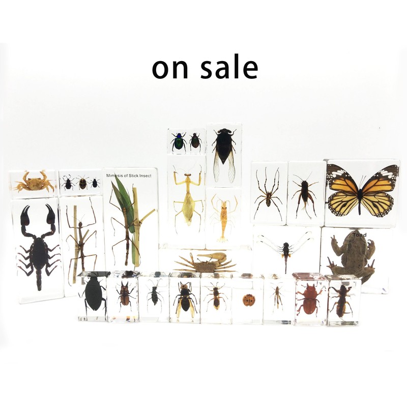 Dragonfly Paperweights Specimen for Science Education Paperweight for Book for