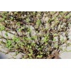 House of Bonsai Cork Bark Hokkaido Dwarf Chinese Elm Pre-Bonsai