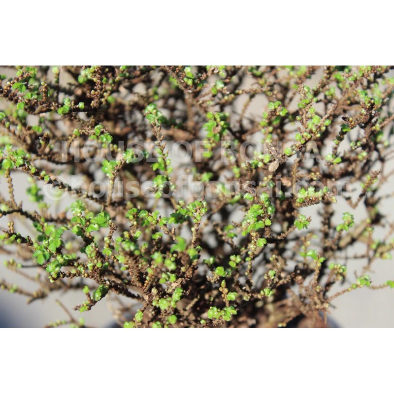 House of Bonsai Cork Bark Hokkaido Dwarf Chinese Elm Pre-Bonsai