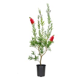 Bottlebrush Red Cluster | 1 Live Quart Size Plant | Callistemon citrinus | Perfect for Gardens & Landscaping | Easy to Grow & Low Maintenance Vibrant Shrub