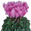 Cyclamen Seeds 15 Seeds Cyclamen Halios HD Lavender