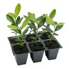 6 Pineapple Guava (Feijoa) Trees | 6 Saplings in 2.5-inch