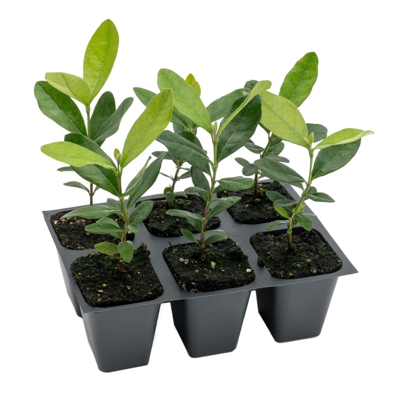 6 Pineapple Guava (Feijoa) Trees | 6 Saplings in 2.5-inch