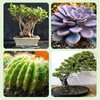 Doter Bonsai Soil Mix Ready to Use (2qt), Premium Fast