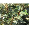 Elaeagnus Pungens I 20 Live Plants I Thorny Olive I