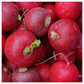 Everwilde Farms - 1 Oz Scarlet Globe Radish Seeds - Gold Vault