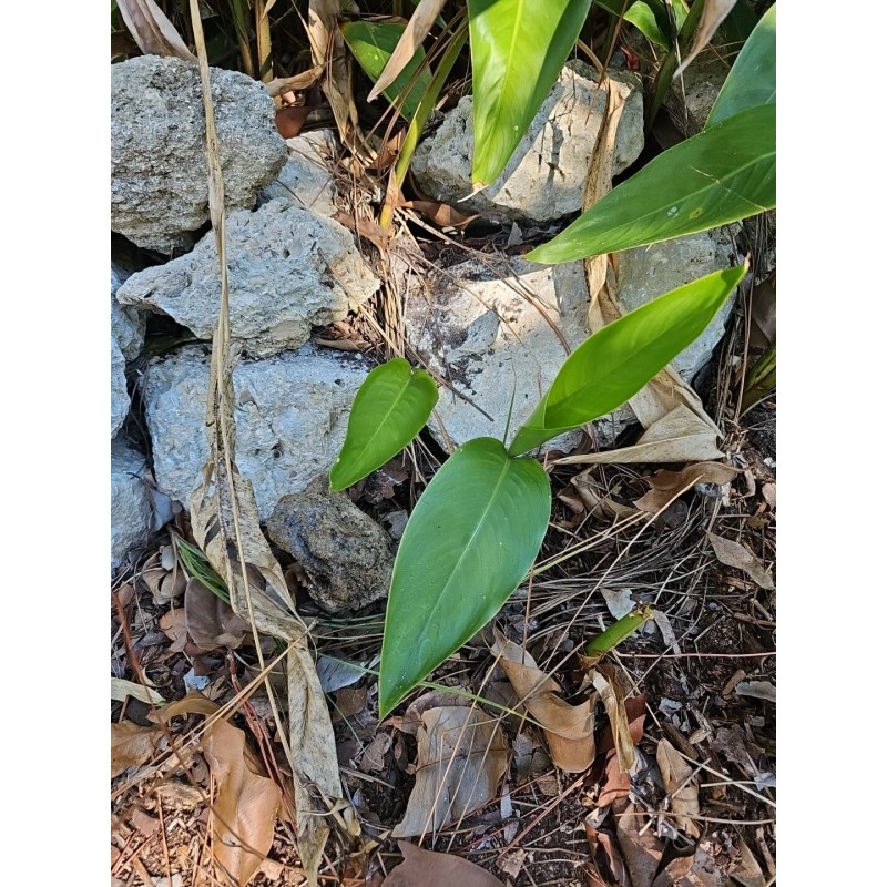 Parrot's Beak Heliconia psittacorum Live Plant Orange Rooted