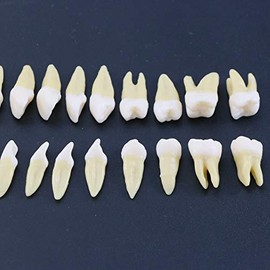 1 caja de dientes modelo dental modelo 28 piezas 1:1 dientes permanentes completos M7021