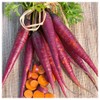 Everwilde Farms - 1 Oz Cosmic Purple Carrot Seeds -