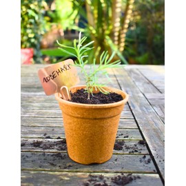 Nutley's T-Shape Copper Labels Plant Seedling Markers (Pack of 50)