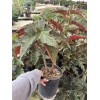 diane van dyk co Angel Wing Lana Begonia Rooted In