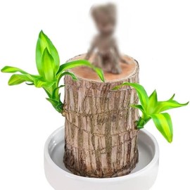Brazilian Lucky Wood with Doll, Easy to Grow Indoor Decor, Purifies Air & Increases Wealth, Good Luck & Wealth - Ornaments - Quantity: 1 set