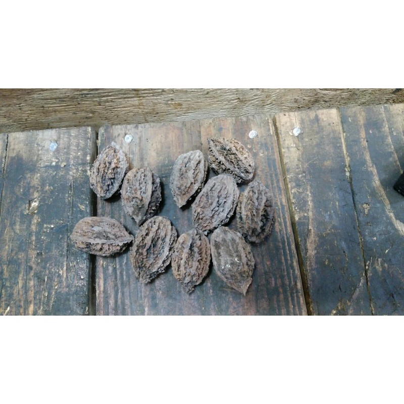 White 10 Butternut tree seeds (Juglans cinerea) aka White Walnut