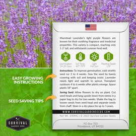 Munstead Lavender Seed for Planting - 5 Packets with Instructions to Plant and Grow Compact Lavandula Angustifolia Bushes in Your Home Garden - Non-GMO Heirloom Variety - Survival Garden Seeds