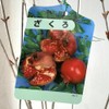 Pomegranate Seedling, Pomegranate, 4.7 inches (12 cm) Pot Seedling, Pomegranate