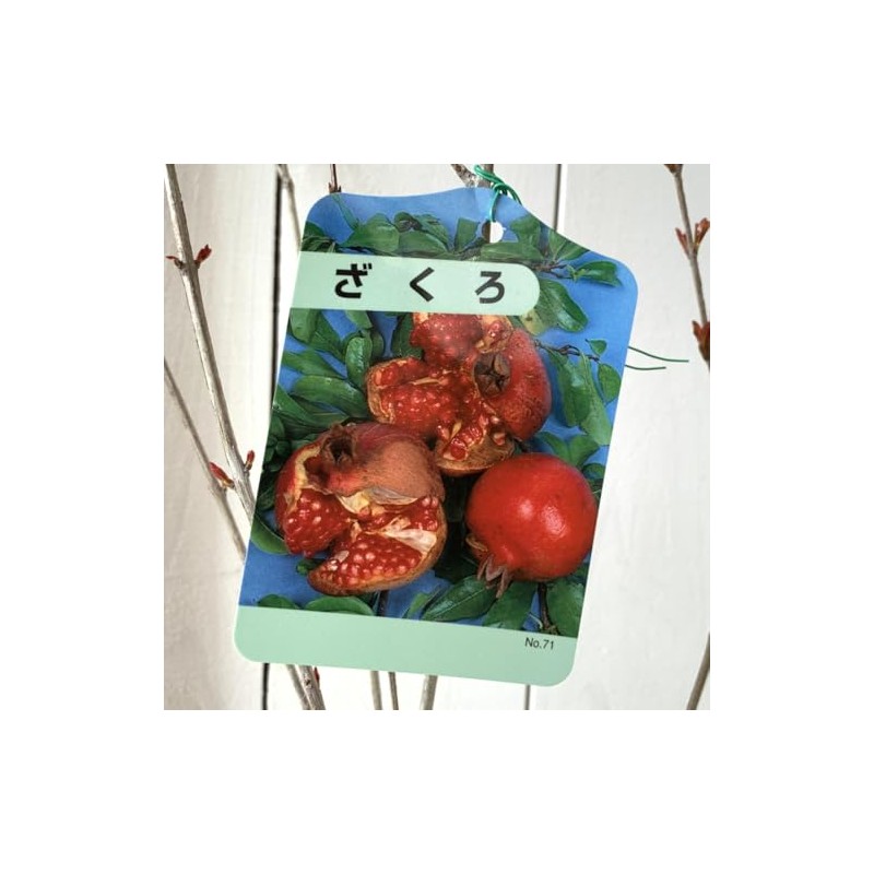 Pomegranate Seedling, Pomegranate, 4.7 inches (12 cm) Pot Seedling, Pomegranate